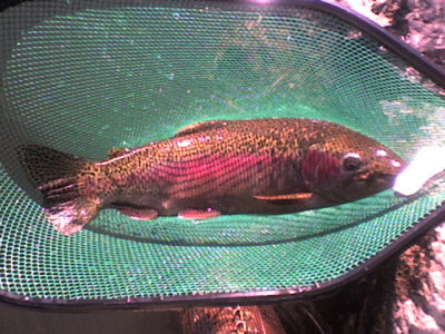 First big Bow on My own fly.jpg