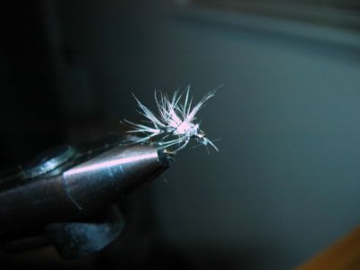 first Gnat quarter size.jpg