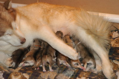 Mom's got her arms around her pups