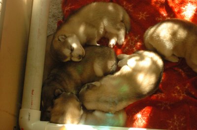 group snooze