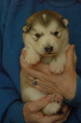 Betty 3lbs, 4.4oz