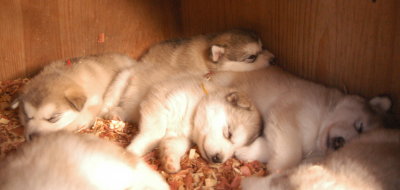 Ruth & Goldie with Pete sleeping on Oscar