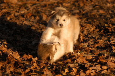 Betty & Pete wrestling
