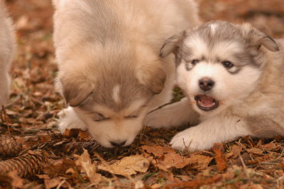 Spot & Blackie_1763.JPG