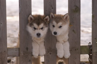 Pete & Goldie_1930.JPG