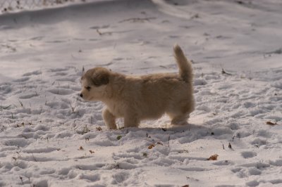 Spot_1944.JPG