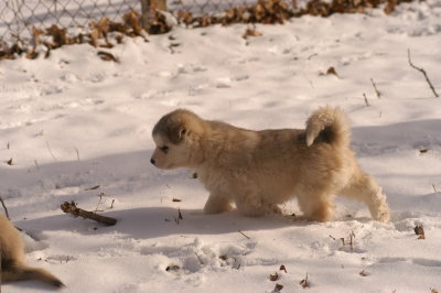 Spot_1967.JPG