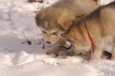 Spot & Oscar_1972.JPG