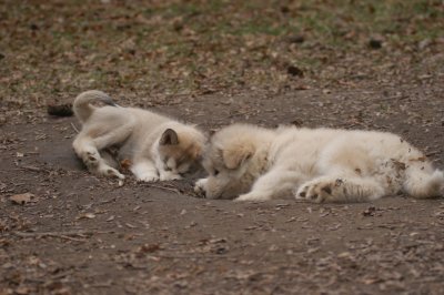 Oscar & Spot_2325.JPG
