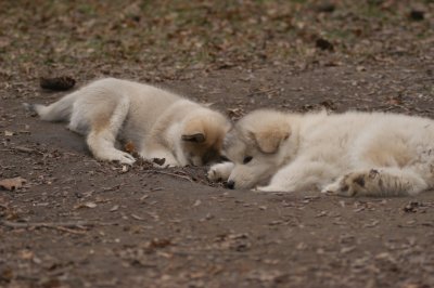 Oscar & Spot_2327.JPG