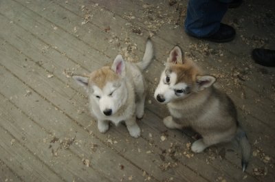 Goldie & Ruth_4205.JPG