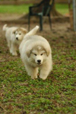 Spot & Goldie_4340.JPG