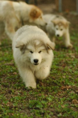 Spot, Goldie & Q_4347.JPG