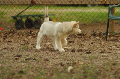 Goldie_4441.JPG