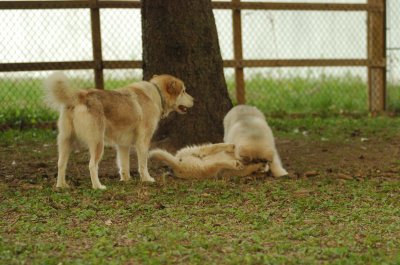 DSC_4451.JPG