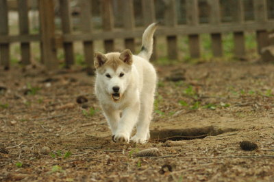 Goldie_4507.JPG