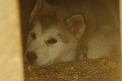 Goldie_4666.JPG