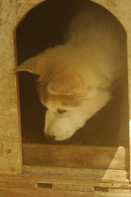 Goldie_4667.JPG