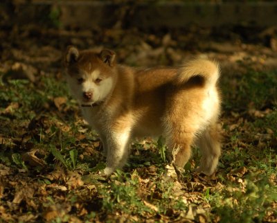 DSC_6004c.jpg