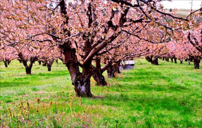 Norm Wooldridge, Cherry Orchard