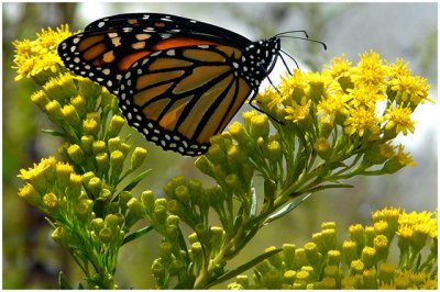 Sue Hylen, A Monarch Moment