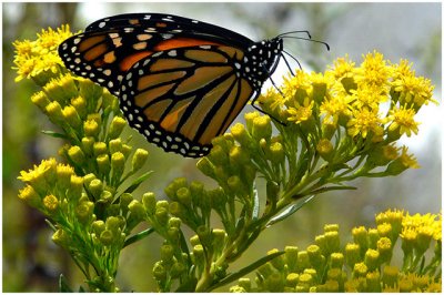 Sue Hylen, A Monarch Moment