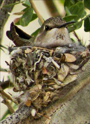 Pat Egaas, Nesting Humming Bird