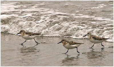 Sue Hylen, The Tide Running Trio