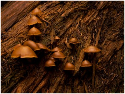 John Petrek, Chocolate Mushrooms