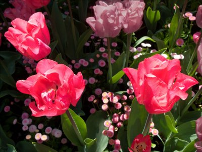 Norm Wooldridge, Three Rose Tulips