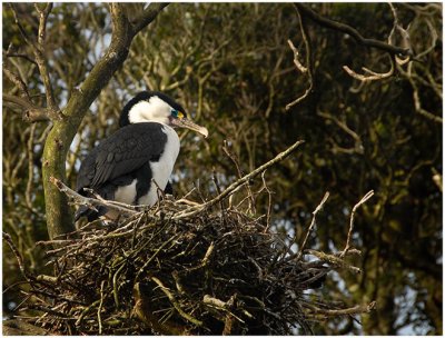 Patti Madsen, Nesting Shag