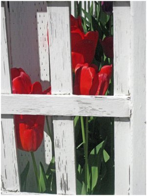 Paul Brians, Fenced Tulips