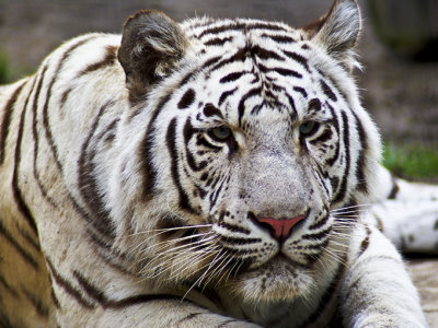 Rob Dunbar, Bengal Tiger