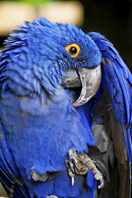 Rob Dunbar, Blue Macaw