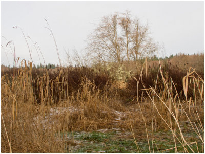 Paul Brians, Meadow in Winter