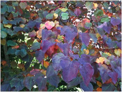 Paul Brians, Multicolored Leaves
