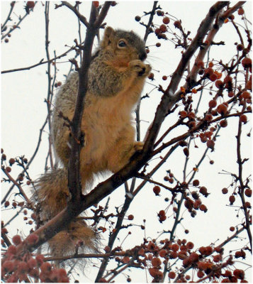 Paul Brians, Squirrel Eating Berries
