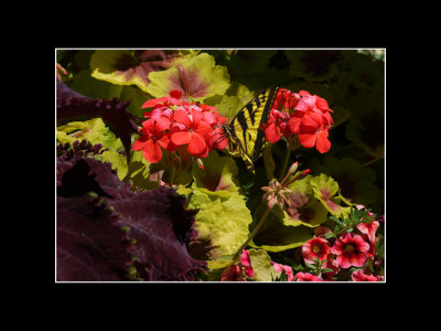 G_RootJ_Butterfly and Geraniums.jpg