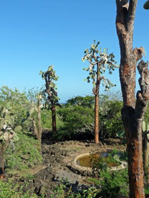 The Charles Darwin Research Station - grounds