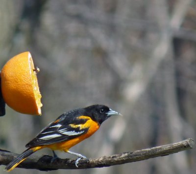 Oranges & Welch's  Grape Jelly is a hit