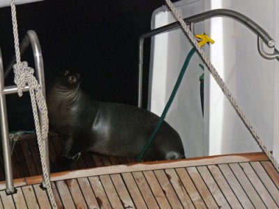 A sea lion sleeps on board