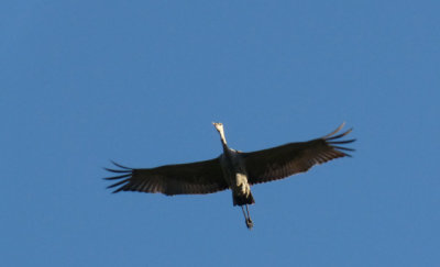 Sandhill Crane