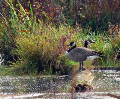 Canada Geese have their goslings in the marsh