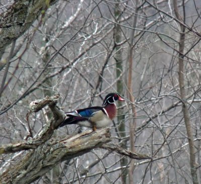 Male Wood Duck eating Apple Blossoms