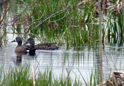 A pair of Blue-winged Teals