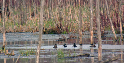 Ring-necked ducks