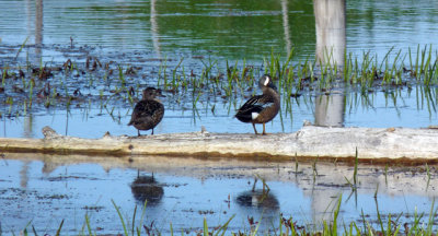Pair of Blue-winged Teals