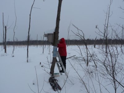 Cleaning and putting up wood duck boxes