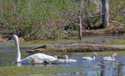 2009: Trumpeter Swans return to raise 3 cygnets (hatched 6).