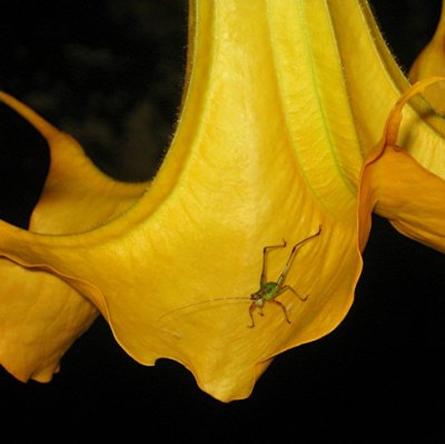 Garden Nightlife